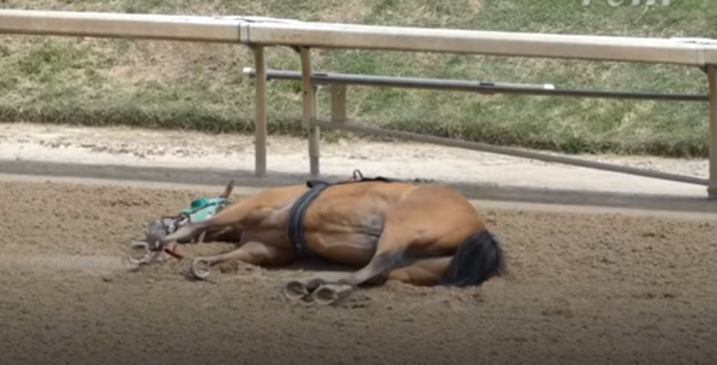RACEHORSES AT CHURCHILL DOWNS Dying-horse-2